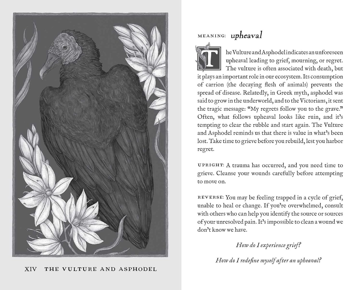 Woodland Wardens: 52-Card Oracle Deck & Guidebook - Image 7