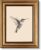 VIYYIEA Vintage Gold Framed Wall Art, Sketch Birds Canvas Painting, Cute but Exquisite Wall Decor, No Glass No Glare, Suitable for Bedside Tables, Foyer, Bookshelves,【Hummingbird】-10L x 8W